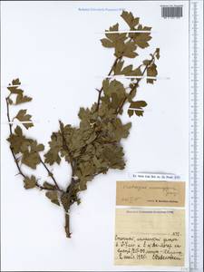 Crataegus monogyna Jacq., Crimea (KRYM) (Russia)