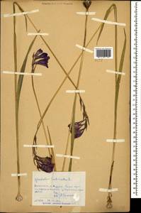 Gladiolus tenuis M.Bieb., Caucasus, Dagestan (K2) (Russia)