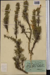 Caragana pleiophylla (Regel)Pojark., Middle Asia, Northern & Central Tian Shan (M4) (Kyrgyzstan)