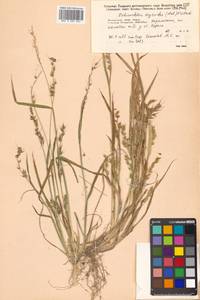 Echinochloa oryzoides (Ard.) Fritsch, Siberia, Russian Far East (S6) (Russia)