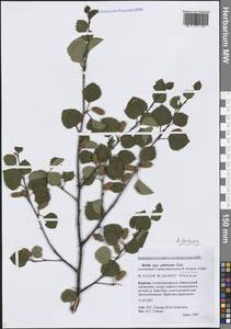 Betula pubescens var. pumila (Zanoni ex Murray) Govaerts, Siberia, Baikal & Transbaikal region (S4) (Russia)