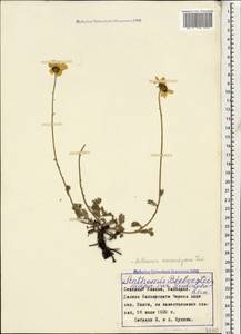 Archanthemis marschalliana subsp. sosnovskyana (Fed.) Lo Presti & Oberpr., Caucasus, Stavropol Krai, Karachay-Cherkessia & Kabardino-Balkaria (K1b) (Russia)