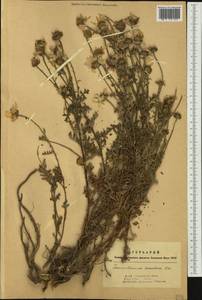 Chrysanthemum sinuatum Ledeb., Siberia, Altai & Sayany Mountains (S2) (Russia)