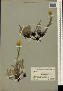 Helichrysum graveolens (M. Bieb.) Sw., Crimea (KRYM) (Russia)