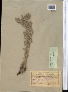Onosma dichroantha Boiss., Middle Asia, Western Tian Shan & Karatau (M3) (Kazakhstan)