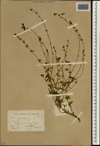 Scutellaria, South Asia, South Asia (Asia outside ex-Soviet states and Mongolia) (ASIA) (Iran)