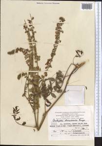 Onobrychis chorassanica Boiss., Middle Asia, Pamir & Pamiro-Alai (M2) (Turkmenistan)