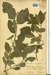 Euonymus europaeus L., Eastern Europe, South Ukrainian region (E12) (Ukraine)