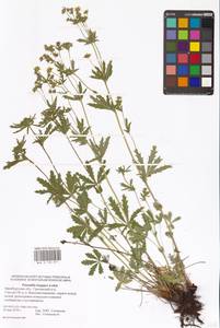 Potentilla longipes Ledeb., Eastern Europe, Eastern region (E10) (Russia)