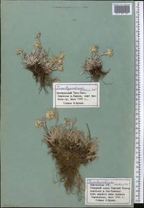 Leontopodium leontopodinum (DC.) Hand.-Mazz., Middle Asia, Pamir & Pamiro-Alai (M2) (Tajikistan)