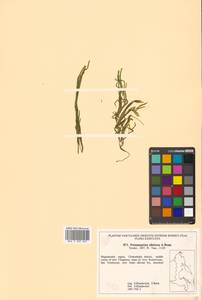 Potamogeton sibiricus A.Benn., Siberia, Chukotka & Kamchatka (S7) (Russia)