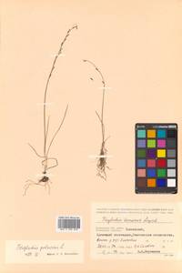Triglochin palustris L., Siberia, Chukotka & Kamchatka (S7) (Russia)