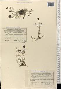 Astragalus stevenianus DC., Caucasus, Azerbaijan (K6) (Azerbaijan)