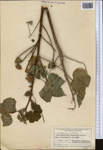 Hypericum hirsutum L., Middle Asia, Syr-Darian deserts & Kyzylkum (M7) (Tajikistan)
