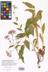 Hesperis matronalis L., Eastern Europe, Moscow region (E4a) (Russia)