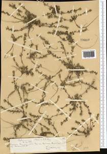 Eutrema altaicum (C.A. Mey.) Al-Shehbaz & S.I. Warwick, Middle Asia, Northern & Central Tian Shan (M4) (Kazakhstan)