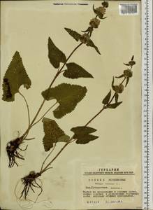 Phlomoides tuberosa (L.) Moench, Siberia, Western Siberia (S1) (Russia)