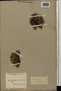 Androsace villosa L., Caucasus, Armenia (K5) (Armenia)