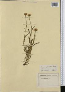 Erigeron glabratus (Phil.), Western Europe (EUR) (Switzerland)