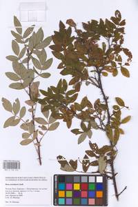 Rosa acicularis Lindl., Eastern Europe, Northern region (E1) (Russia)