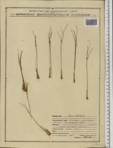 Oreojuncus trifidus (L.) Záv. Drábk. & Kirschner, Eastern Europe, Northern region (E1) (Russia)