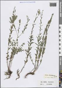 Linum mucronatum subsp. armenum (Bordz.) P.H.Davis, Caucasus, Stavropol Krai, Karachay-Cherkessia & Kabardino-Balkaria (K1b) (Russia)