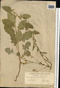 Sisymbrium volgense M. Bieb. ex E. Fourn., Eastern Europe, Lower Volga region (E9) (Russia)