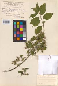 Euonymus europaeus L., Eastern Europe, West Ukrainian region (E13) (Ukraine)