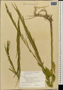 Turritis glabra L., Caucasus, North Ossetia, Ingushetia & Chechnya (K1c) (Russia)