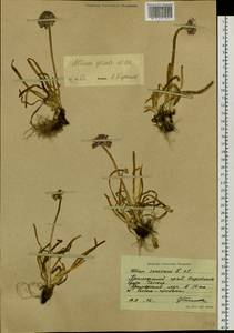 Allium spirale Willd., Siberia, Russian Far East (S6) (Russia)