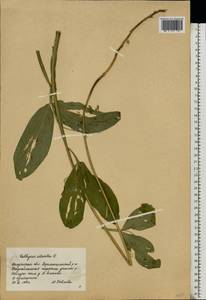 Lathyrus sylvestris L., Eastern Europe, Central region (E4) (Russia)