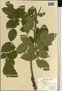 Ulmus minor subsp. minor, Eastern Europe, Central forest-and-steppe region (E6) (Russia)