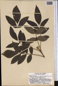 Rhus sandwicensis A. Gray, America (AMER) (United States)