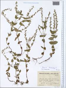 Veronica chamaedrys L., Eastern Europe, North-Western region (E2) (Russia)