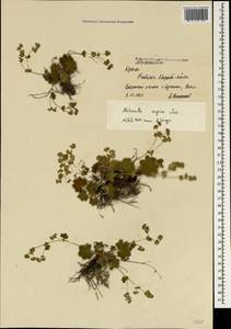 Alchemilla supina Juz., Crimea (KRYM) (Russia)