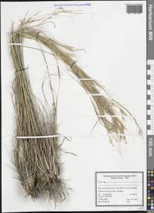 Poaceae, South Asia, South Asia (Asia outside ex-Soviet states and Mongolia) (ASIA) (Iran)