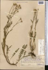 Tanacetum tanacetoides (DC.) Tzvelev, Middle Asia, Western Tian Shan & Karatau (M3) (Kazakhstan)