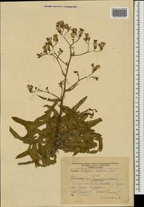 Lactuca tatarica (L.) C. A. Mey., Eastern Europe, South Ukrainian region (E12) (Ukraine)