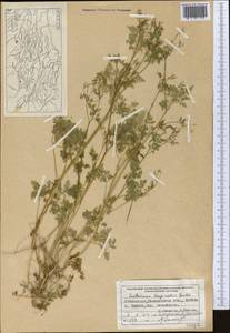 Anthriscus cerefolium (L.) Hoffm., Middle Asia, Western Tian Shan & Karatau (M3) (Uzbekistan)