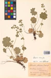 Alchemilla hebescens Juz., Eastern Europe, Moscow region (E4a) (Russia)