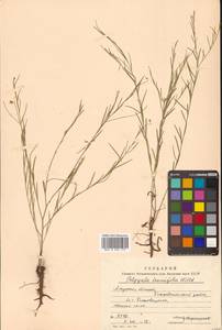 Polygala tenuifolia Willd., Siberia, Russian Far East (S6) (Russia)