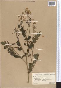 Hedysarum semenovii Regel & Herder, Middle Asia, Western Tian Shan & Karatau (M3) (Kazakhstan)