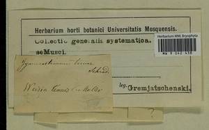 Gyroweisia tenuis (Hedw.) Schimp., Bryophytes, Bryophytes (no precise locality) (B0)