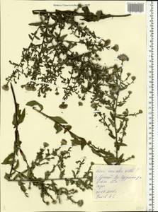 Symphyotrichum ×versicolor (Willd.) G. L. Nesom, Eastern Europe, Middle Volga region (E8) (Russia)