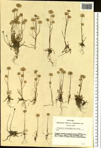 Erigeron lonchophyllus Hook., Siberia, Altai & Sayany Mountains (S2) (Russia)