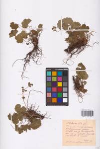 Alchemilla, Eastern Europe, Middle Volga region (E8) (Russia)