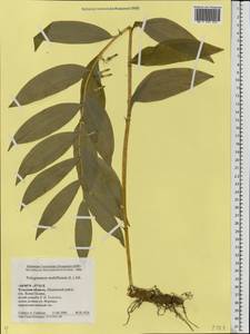 Polygonatum multiflorum (L.) All., Eastern Europe, Central region (E4) (Russia)