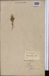 Lysimachia maritima (L.) Galasso, Banfi & Soldano, Middle Asia, Syr-Darian deserts & Kyzylkum (M7) (Kazakhstan)