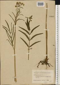 Sium latifolium L., Eastern Europe, Central forest region (E5) (Russia)