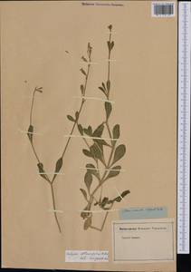 Silene obtusifolia Willd., Western Europe (EUR) (Not classified)
